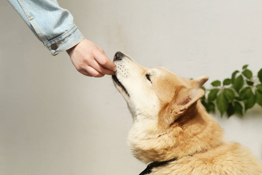 food rewarding dogs